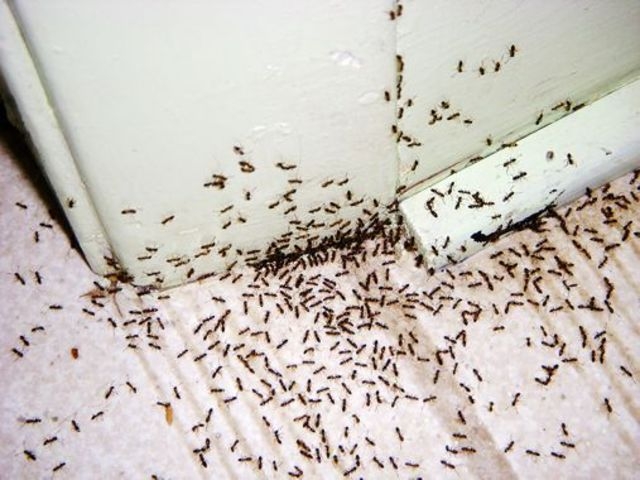 South American Ant A Real Problem In Sc Clemson Professor Says Regarding Ant Problem In Kitchen Decor - arcdsgn.net