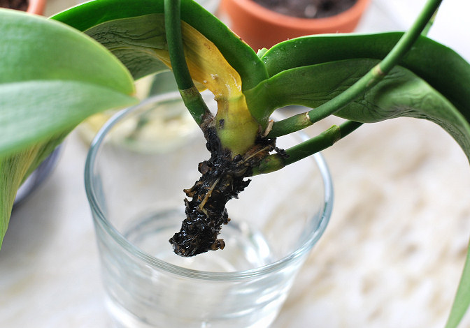száraz orchidea